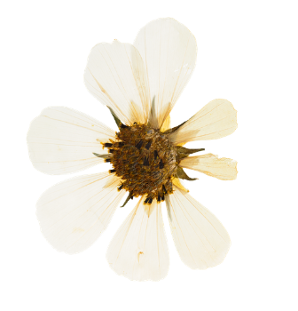 Vintage flower